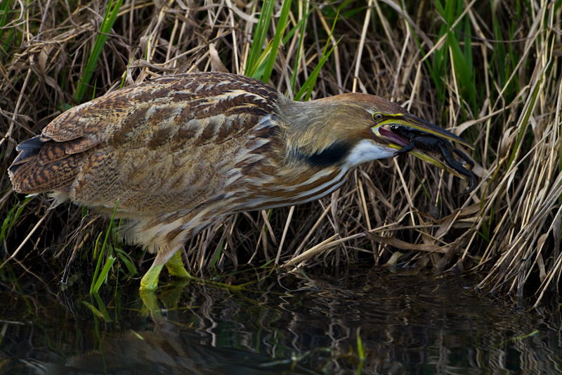 American Bittern Eating Frog